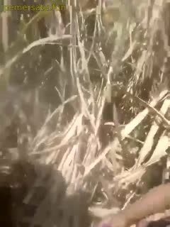 ketauan mesum di kebon digilir warga memeknya